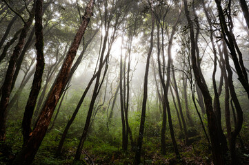 When I entered into the silent forest, I saw this magical light entering between the misty forest. It was amazing to watch.