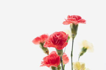 Obraz premium カーネーションの花を白背景で撮影01