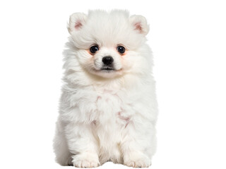 Fototapeta premium White Pomeranian and Chihuahua puppies isolated on white background