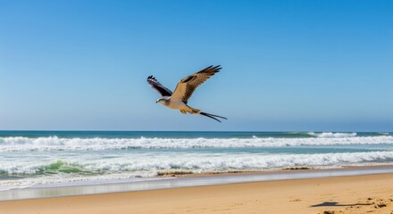 Fototapeta premium A hawk soars above a sandy beach and ocean