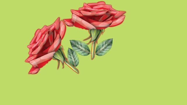 draw bunch of red rose flower decorate with green leaf in round shape on green screen background
