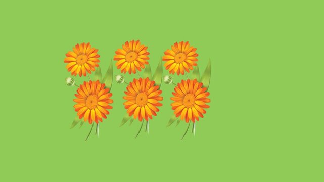 draw series of sunflower decorate with joining green leaf on green screen background
