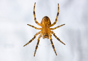 A close up from the down side of a garden spider