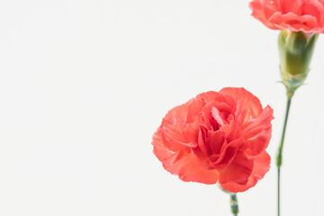 Obraz premium カーネーションの赤い花を白背景で撮影11