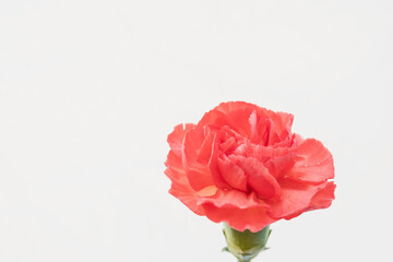 Obraz premium カーネーションの赤い花を白背景で撮影12