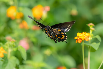 A pipevine butterfly feeding on lantana flowers