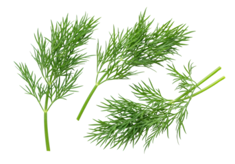 Three vibrant, rich green dill sprigs with delicate, feathery leaves, isolated on a transparent background in a high-key studio, concept of fresh culinary herb