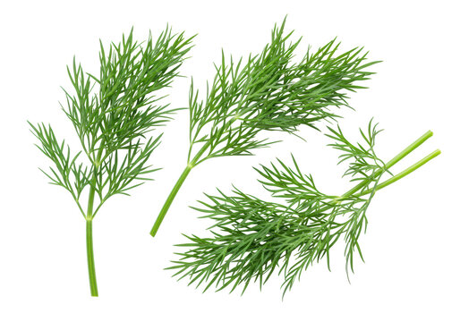 Three vibrant, rich green dill sprigs with delicate, feathery leaves, isolated on a transparent background in a high-key studio, concept of fresh culinary herb