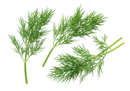 Three vibrant, rich green dill sprigs with delicate, feathery leaves, isolated on a transparent background in a high-key studio, concept of fresh culinary herb