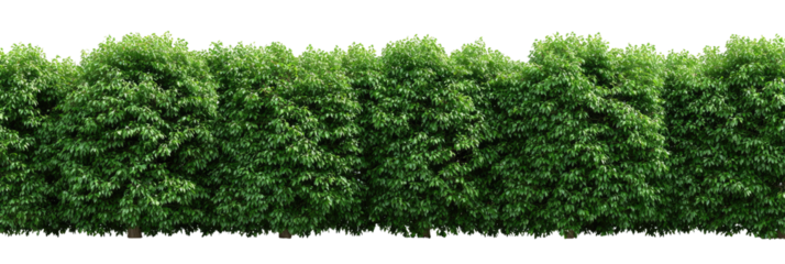 Dense green hedge (2)