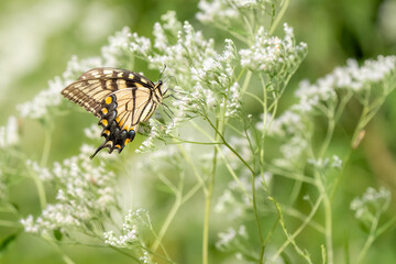 A male Eastern Tiger swallowtail butterfly feeding on a flower