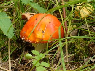 Botanical photo of a mushroom in the grass. A yellow-brown mushroom in the autumn forest. Photography of nature and forest gifts.