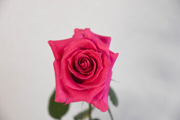 ピンクのばら