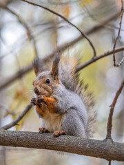 The squirrel with nut sits on tree in the autumn. Eurasian red squirrel, Sciurus vulgaris.
