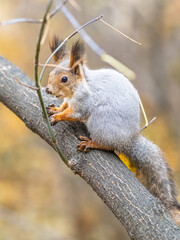 The squirrel with nut sits on tree in the autumn. Eurasian red squirrel, Sciurus vulgaris.