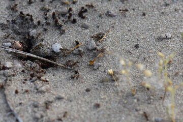 Ants on the sand at the beach in the summer. Macro shooting
