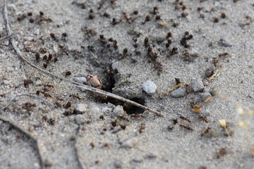 Ants on the sand at the beach in the summer. Macro shooting