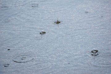 A close up of raindrops hitting a wet asphalt surface The Moody Beauty of a Rainy Day