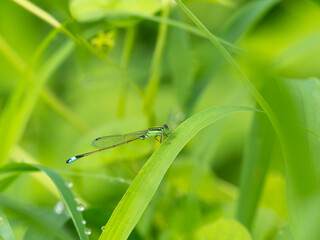 朝露に濡れた植物に止まるアオモンイトトンボ