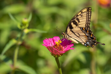 A male Eastern Tiger swallowtail butterfly feeding on a pink zinnia
