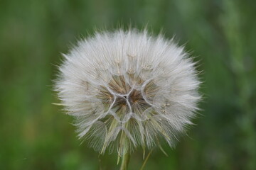 Pola, łąki, maki i dmuchawce. © grzegorz