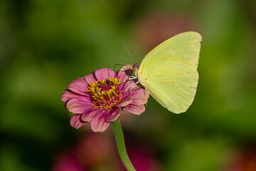 A male Eastern Tiger swallowtail butterfly feeding on a flower
