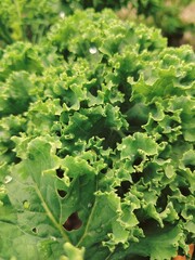 Fresh green curly kale vegetables