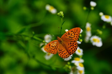 Motyl, Dostojka malinowiec © grzegorz
