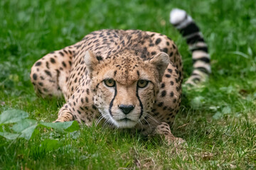 Cheetah (Acinonyx jubatus) crouched in grass