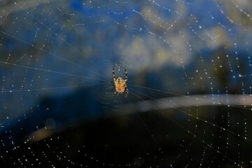 Pająk czekający na ofiarę w sieci pajęczej.