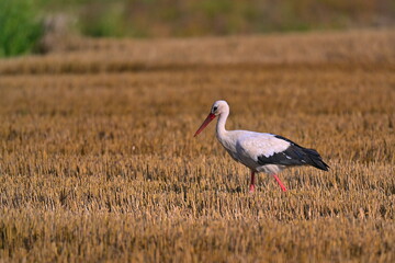 Bocian szukający pożywienia na ściernisku