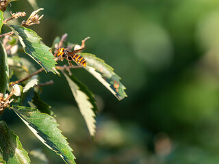 森の中を飛ぶオオスズメバチ