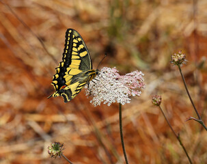Swallowtail butterfly - Papilio machaon. Oeiras, Portugal. Perched on a wild carrot flower - Daucus carota. Early Autumn. Overwing view. 