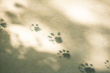 動物の足跡