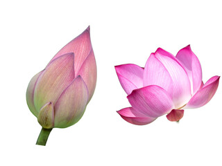 A stunning pink lotus blossom with dew drops floats on the water, a delicate symbol of natural beauty