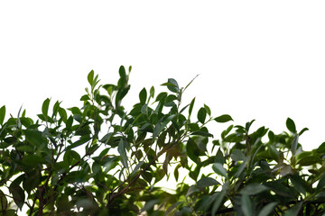 Fresh green corn leaves and other plants isolated on a white background, highlighting a vibrant agriculture of healthy, natural vegetables