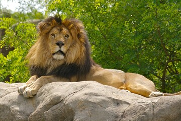Majestic Lion Resting on Rock in Natural Habitat