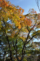 Naklejka premium Autumn