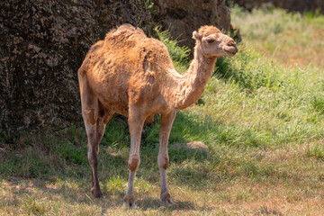 Bactrian camel in the zoo. High quality photo