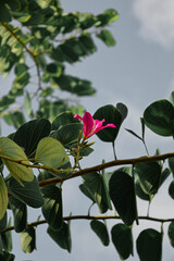 Bright pink flower blooming elegantly among lush green, hearty shaped leaves with a soft sky in the...