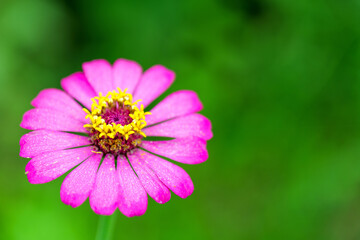 Obraz premium Close-up blooming zinnia flower and yellow pollen, Close-up of Heliantheae flower, Zinnia viola