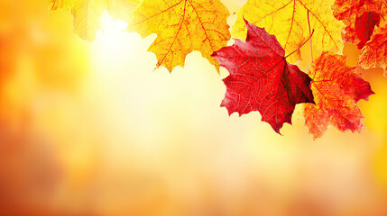 Crimson Maple Autumn Background