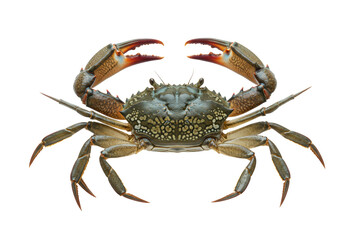 Scylla serrata mud crab, detailed carapace, powerful claws spread, segmented legs, high-key lit macro on transparent studio background, concept of culinary documentation