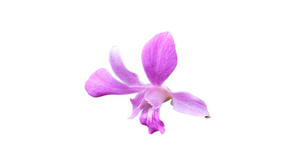 Obraz premium Beautiful orchid isolated on white background.