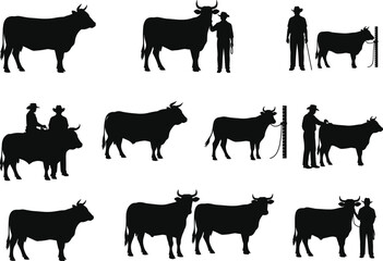 Silhouette of cows with farmers, cowboy and cattle illustrations, livestock measurement, farm animal graphics, rural agriculture concept, black vector icons