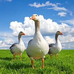 3D Gänse, auf grüner Wiese, Gruppe von drei, wolkiger Himmel, fotorealistisch