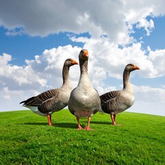 Obraz premium 3D Gänse, auf grüner Wiese, Gruppe von drei, wolkiger Himmel, fotorealistisch