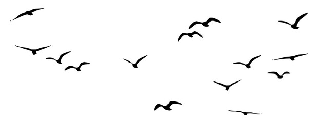 A flock of birds flying south