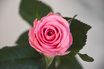 ピンクのばら