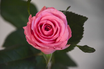 ピンクのばら